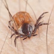 Hyalomma lusitanicum is fout times larger than a normal tick and is able to transmit the deadly Crimean-Congo fever.