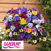 You Garden's Pansy 'Top Wave' is the world's first full-sized fragrant trailing pansy
