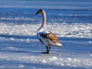 Swan on a frozen lake at Bradley Way, Rochford by Simon Murdoch