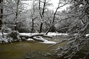 Thundersley Glen in the snow by Rebecca Pooley