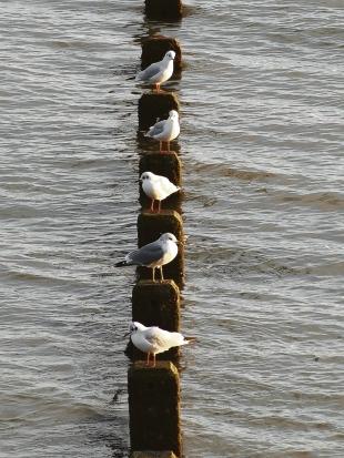 Seagulls at rest by Roger Hadley, Shoebury.