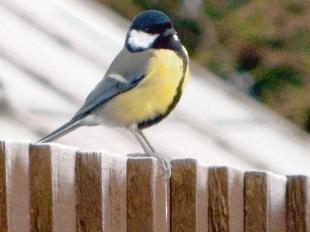 A great Tit sitting on a fence by Sara Poyntz in Benfleet