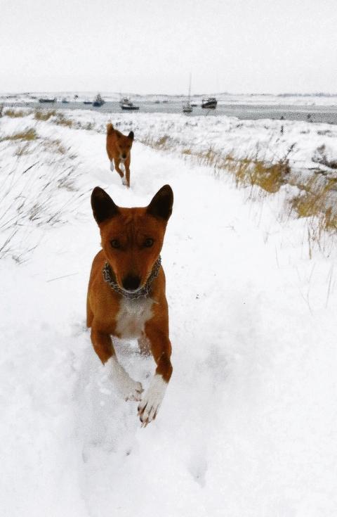 Kito and Nala, my two basenjis running in the snow on the creek in Little
Wakering.

Georgia Roberts
Little wakering
