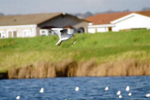 country park on Canvey Island behind Kings Holiday Park.
By Andrew Davies