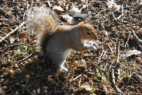 Squirrels at Belfairs woods.
By Andrew Davies