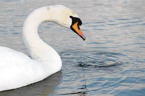  A swan at Smallgains lake Canvey Island 
Pic by Andrew DAvies