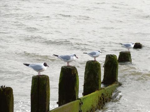 Seagulls in Chalkwell by Ray Lord