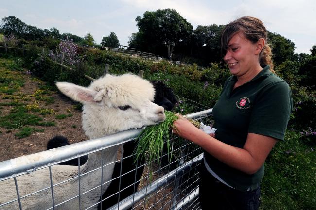 Visitors – Emma Sayer, Hadleigh Rare Breeds Centre manager with two of the alpacas, Valliant, left, and Coco, which are temporarily staying there after they were attacked in an enclosure at Wat Tyler Park, Pitsea