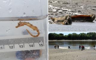 Wildlife in River Thames thriving - with sharks and seahorses sighted