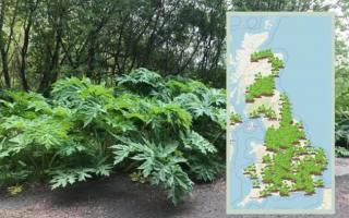 Giant Hogweed can cause massive blisters, ulcers and even blindness in extreme cases (Plant Tracker/Pixabay)