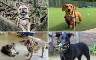 Meet the five Dogs Trust Basildon pups of the week looking for forever homes