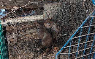 Two fox cubs had to be rescued after getting tangled in netting