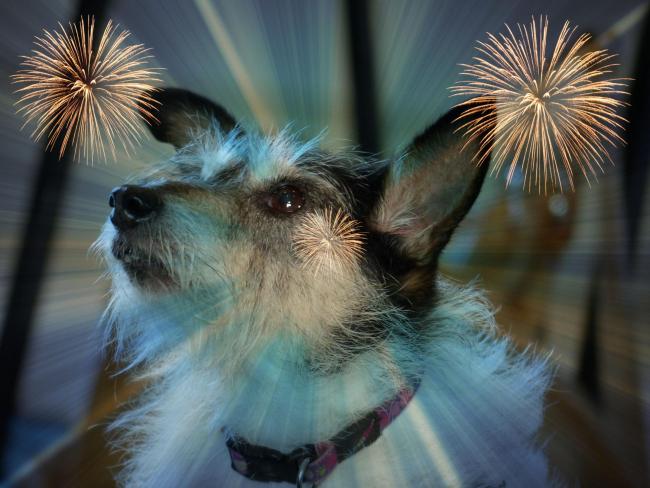 Bonfire Night: 16 tips to keep your pets safe during fireworks night